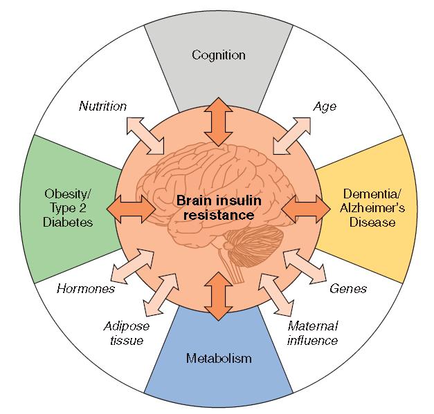 BRAIN INSULIN RESISTANCE IN COGNITIVE AND