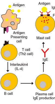 Adaptive Immune Response The initial contact of an allergen within the mucosa with APC (local event) 1 Allergen is phagocytosed and presented on the cell surface via the major histocompatibilty