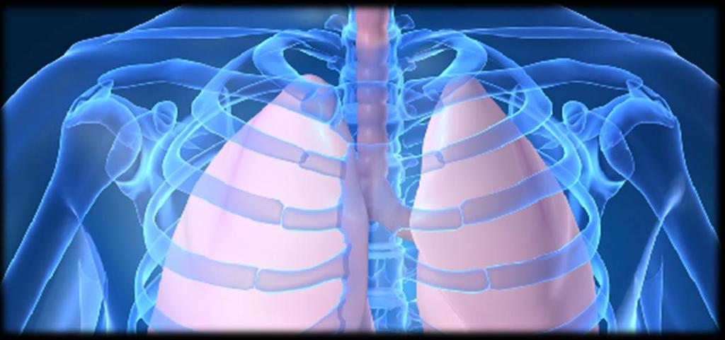 The Respiratory System You breathe ~ 15 to 25 times per minute at rest. You inhale and exhale 7.5 12.
