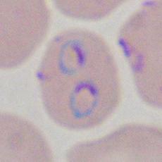 Parasite cytoplasm COOH L272F GC03