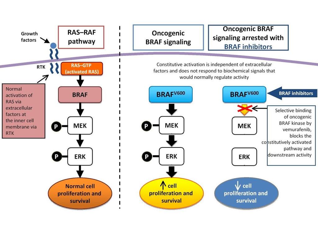 UVOD BRAF Protoonkogen 7q34 Serin/treonin protein kinaza RAS/RAF/MEK/MAPK Oncogenic BRAF signaling pathway.