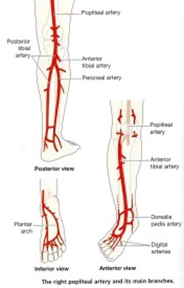 popliteal artery: It is the extension of the "superficial" femoral artery after passing through the adductor