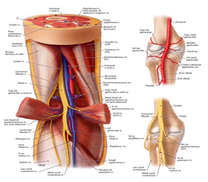 Relation of the Artery The popliteal artery while passing in the fossa it moves from medial to lateral side, so the relation is as follows: Superiorly: (Medial to lateral) A, V, N.