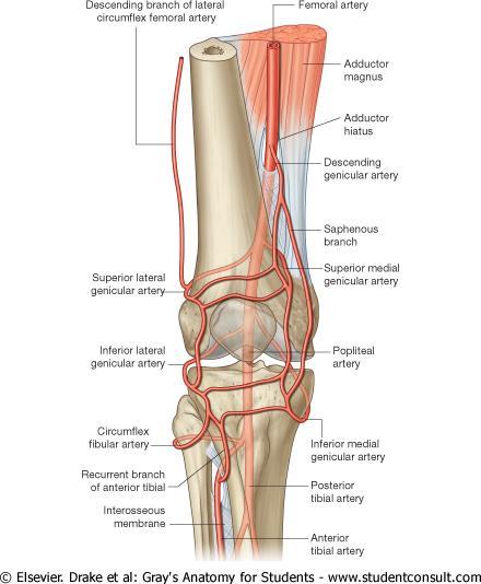 The branches of the popliteal artery are: Posterior Tibial Anterior Tibial Muscular branches (Upper and lower) Medial superior Genicular artery Lateral superior Genicular artery Medial inferior
