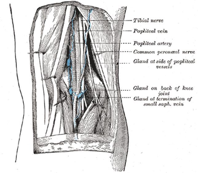 Lymph nodes in the Popliteal Fossa: Are arranged as superficial and deep group they follow the femoral vessels to the deep inguinal lymph nodes.