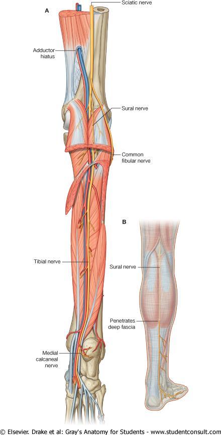 Tibial nerve It is a branch of the sciatic nerve. The tibial nerve passes through the popliteal fossa to pass below the arch of soleus.