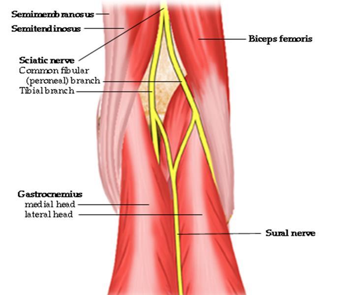 articular branch to the knee joint, and a cutaneous branch that will become the sural nerve.