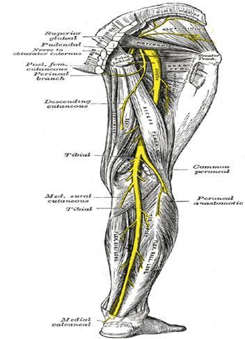 It lies between the tendon of the biceps femoris and lateral head of the gastrocnemius muscle, winds around the neck of the fibula, between the peroneus longus and the bone.