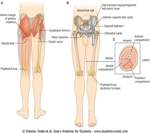 Signs that the popliteal fossa may be experiencing.. Inflammation include pain, Tenderness, Reddening, and swelling.