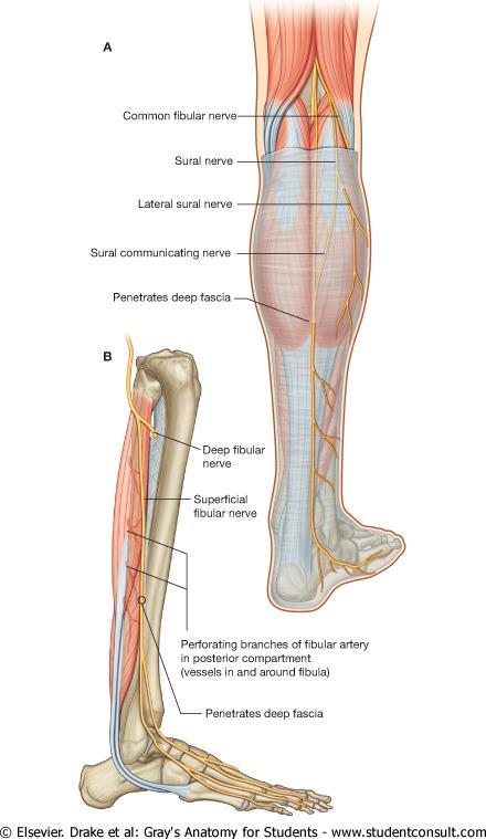 Chronic peroneal neuropathy can result from, among other conditions, bed rest of long duration, hyperflexion of the knee, peripheral neuropathy, pressure in obstetric stirrups.