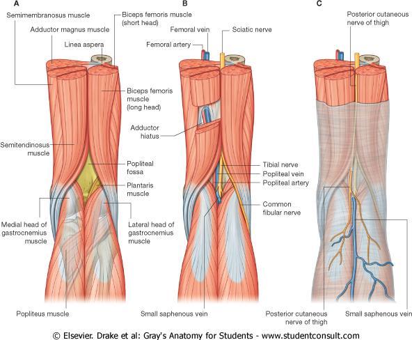 Location: The Popliteal fossa is a space or shallow depression located at the back of the knee-joint.