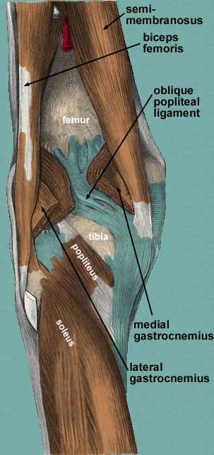 Floor.. The floor of the fossa is formed by: a. The popliteal surface of femur b.