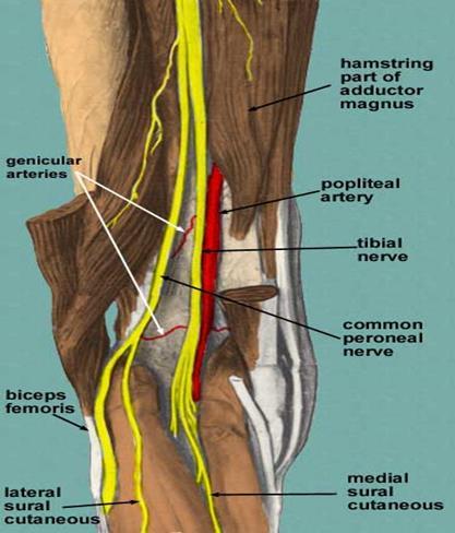Contents The popliteal fossa houses: popliteal artery: A continuation of the femoral artery.lies deepest in the fossa.