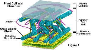 Plant cell walls are rigid with the least flexibility due to a combination of sugars called cellulose, hemicellulose, and lignin webbing giving some flexibility and pectin glue (rigid). 2.