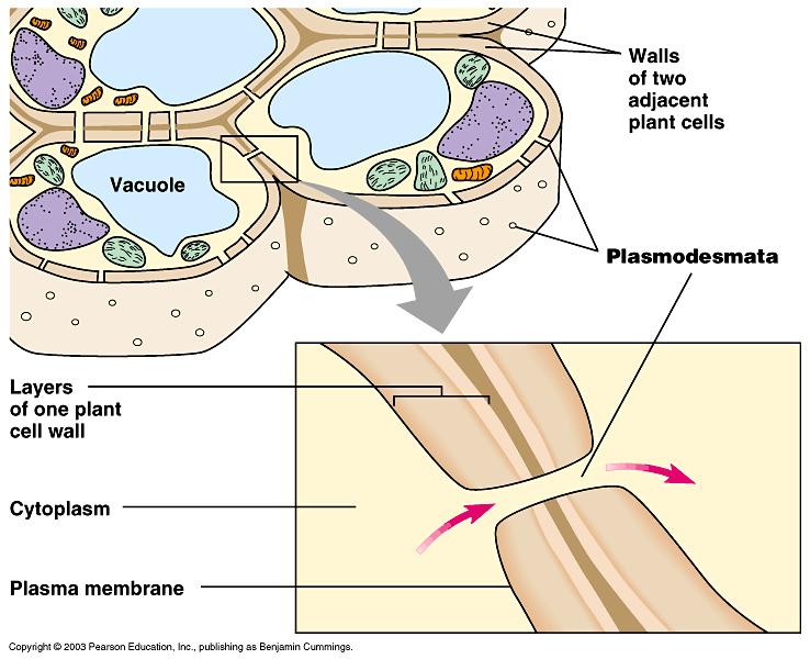Plant cells are primarily held to each other through the construction of their cell walls that is a meshwork of cellulose and hemicellulose molecules glued together by the