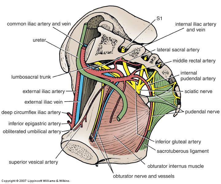 Obturator Nerve: Relations Emerge from the medial border of the psoas m.
