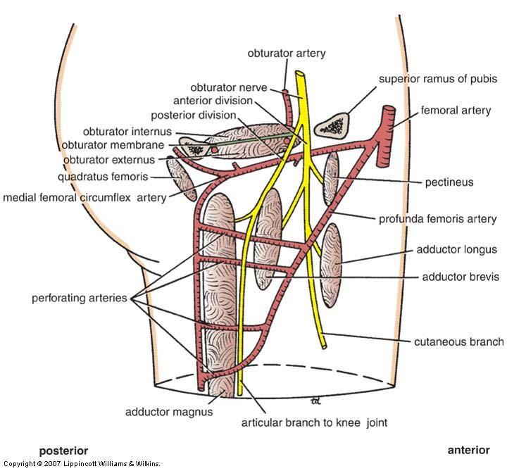 Obturator Nerve: Divisions Anterior Anterior to obturator externus & adductor brevis mm.