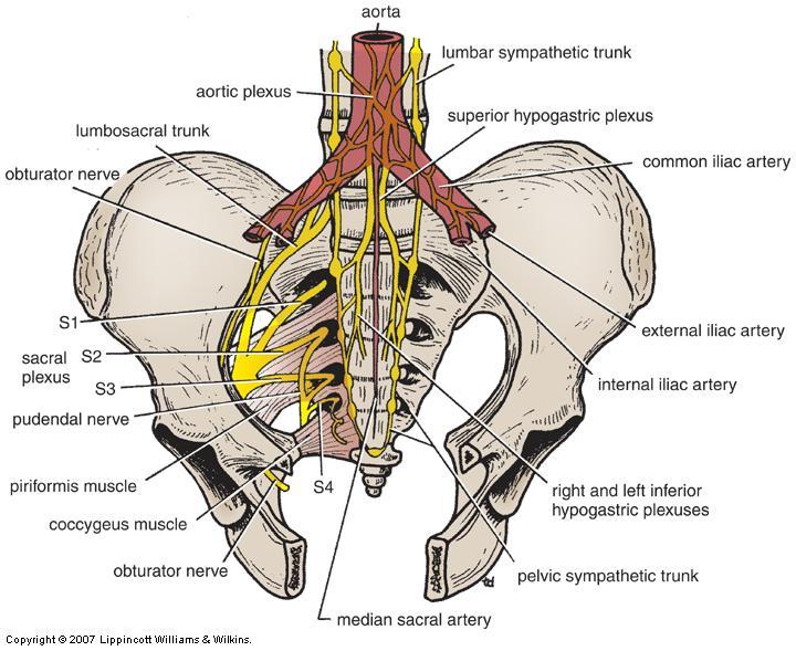 Sacral Plexus: Relations Anterior to the sacrum & posterior pelvic wall Form in front of piriformis m.