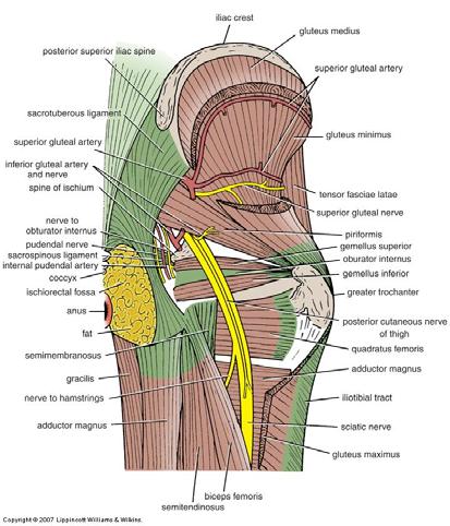 Sacral Plexus: Branches Sciatic nerve Largest nerve in the body Superior gluteal n.