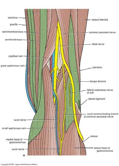 Gastrocnemius and soleus mm. Posterior tibial a.
