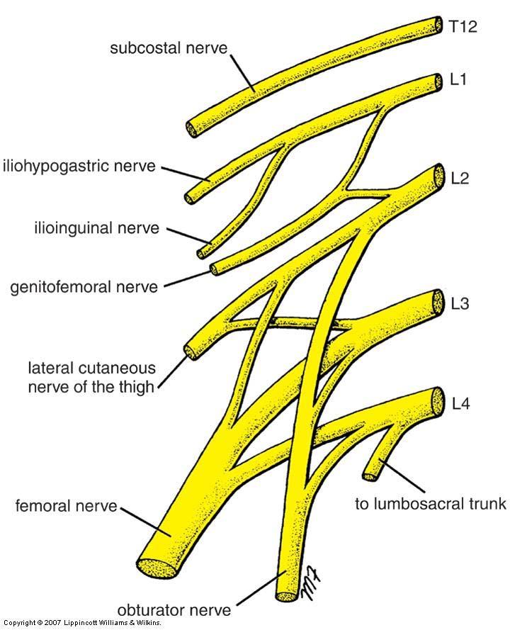 Lumbar Plexus Ventral rami L1 L4 Supplies: Abdominal