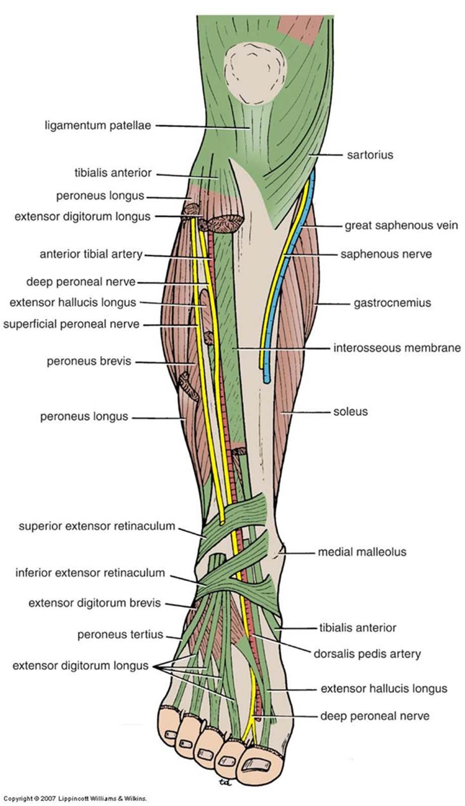 Deep Peroneal Nerve: Relations Descends in the anterior compartment deep to the extensor