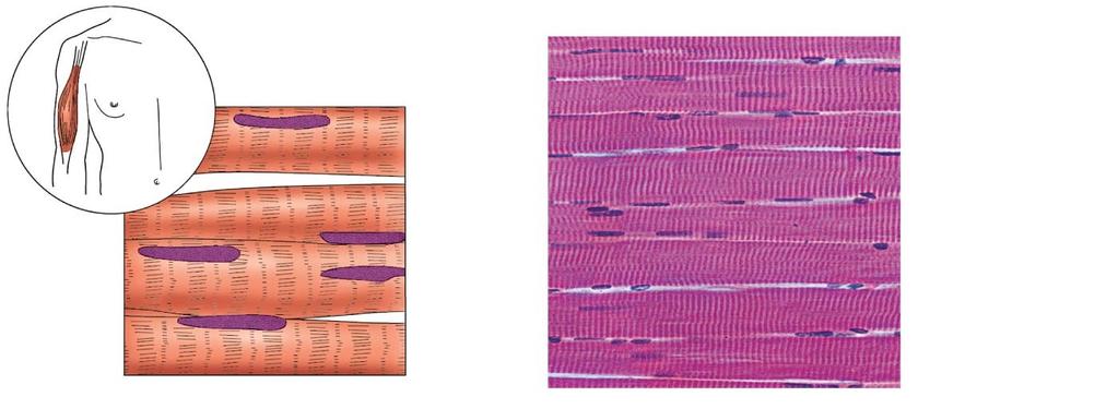 Figure 3.20a Type of muscle tissue and their common locations in the body.