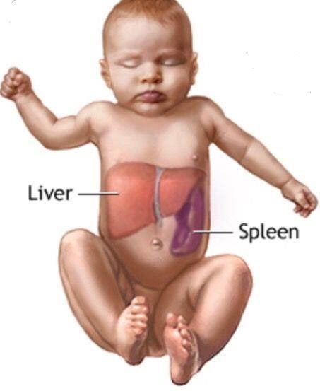 SOLID ORGAN INJURY IS COMMON IN CHILDREN Organs closely packaged