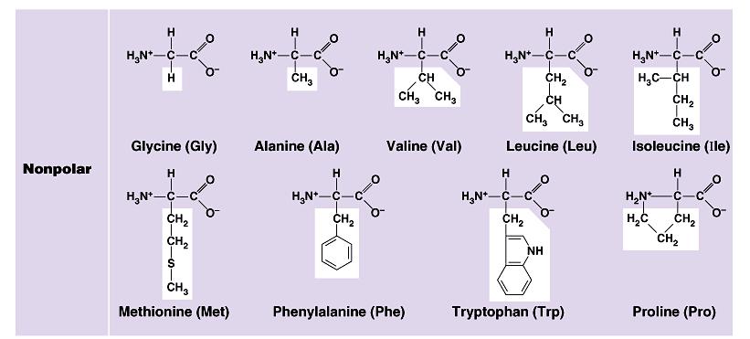 Effect of different R groups: Nonpolar amino acids nonpolar &