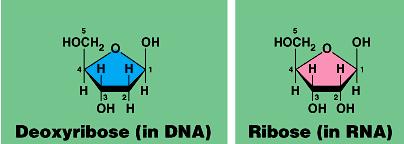 DNA phosphate (PO 4 ) group Nitrogen base I m the