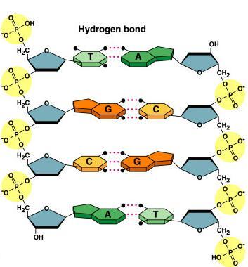 Pairing of nucleotides Nucleotides bond between DNA strands H bonds purine ::