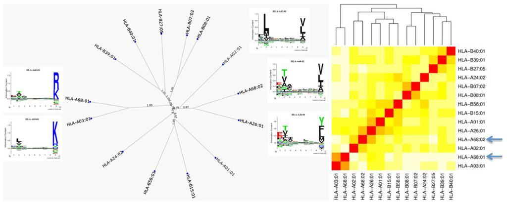 Thomsen et al. Page 15 Fig. 6. Functional clustering of HLA-A*68:01, HLA-A*68:02, and alleles representing the 12 HLA supertypes using MHCcluster.