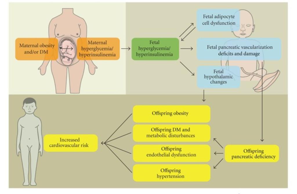 Uncontrolled hyperglycemic mother Fetal hyperglycemia In first trimester leads to congenital anomalies Fetal hyperinsulinemia Anabolic effect glucogenesis lipogenesis protein synthesis Neonatal