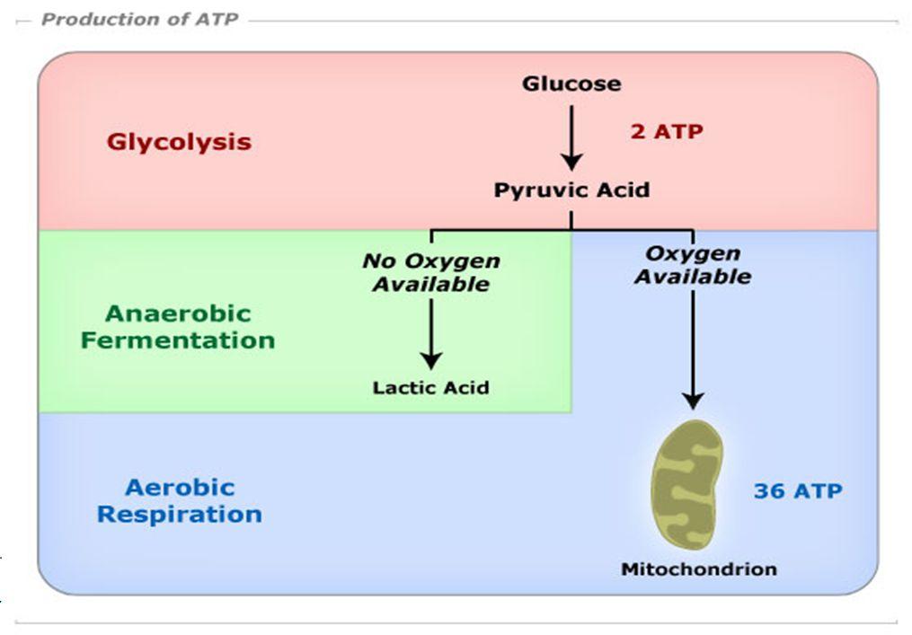 Anaerobic glycolysis 73 Etiology of Hypoglycemia Cold Stress Anaerobic