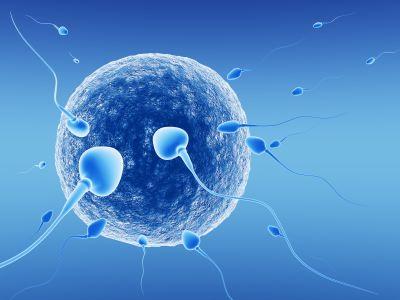 HISTORY OF IVF IVF first achieved with rabbits in 1959 IVF with human gametes - pioneered by Robert Edwards and Patrick Steptoe during the 1960s and 1970s On July 25, 1978, the