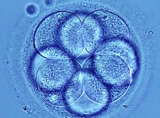 EMBRYO CULTURE During