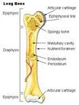 move. EXAMPLES: Leg Bones Where are short bones located?