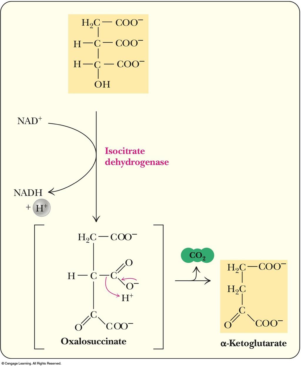 Individual Reactions of the Citric Acid Cycle (continued 2) Oxidative decarboxylation of isocitrate to form a- ketoglutarate and CO 2
