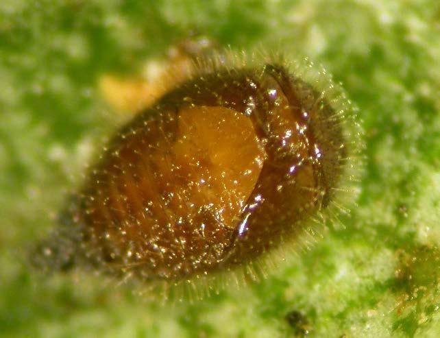 consume about one-half dozen mites