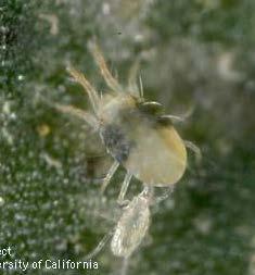 control of spider mites Often