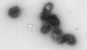 a b Liposomes /cell melanoma /cell 5µm c Relative proliferation.7.6.5..3.
