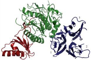 PCSK9: The Enzyme Proprotein Convertase Subtilisin Kexin type 9 Endoplasmic Reticulum D H N S pro-domain catalytic domain