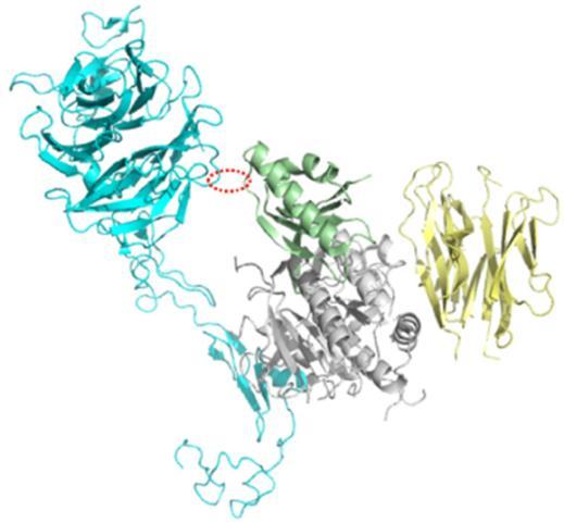 PCSK9: The Chaperone (Binds to the LDLR) PCSK9 Catalytic domain EGFA