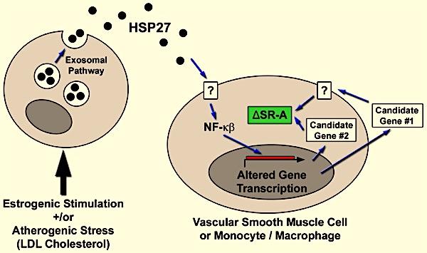 HSP27 Signals to Reduce Atherogenesis &