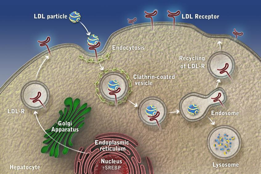 10 LDL Receptor Function and Life