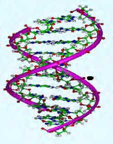 X (nm) 0.0 2.5 X-rays Ionization density and damage of DNA DNA RBE 1.0 X (nm) -2.5 20 22 24 26 28 30 2.5 Protons 0.