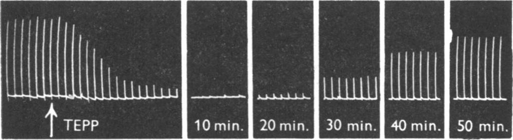 TEPP injected intravenously. Fig. 3. Cat, chloralose-urethane. Diaphragm contractions to bilateral phrenic nerve stimulation (J sec. bursts of maximal shocks of frequency 30 per sec. every 10 sec.).