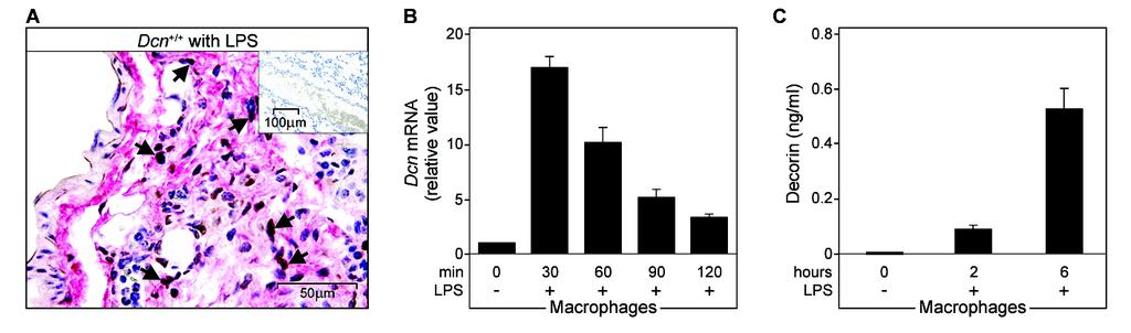 Figure S1. LPS-mediated increase in decorin abundance in macrophages in vivo and in vitro.
