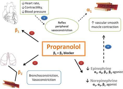 Pharmacodynamics Effects on the Cardiovascular System Very valuable in hypertension, angina and chronic heart failure and following myocardial infarction (MI). Heart: HR, SV, COP.