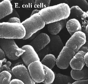 Epithelium Bacteria
